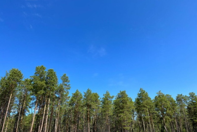 В Якутии пенсионер пошел в лес по грибы и заблудился / ЯСИА   