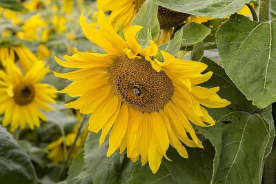 Эксперт: Запасы масличных культур с лихвой покрывают объемы внутреннего потребления в стране / ЯСИА   Город Владивосток