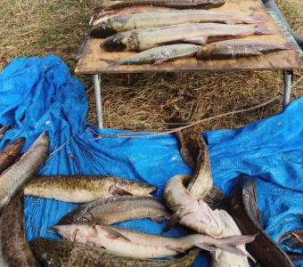 В Якутии против рыбака-браконьера возбудили два уголовных дела / ЯСИА   