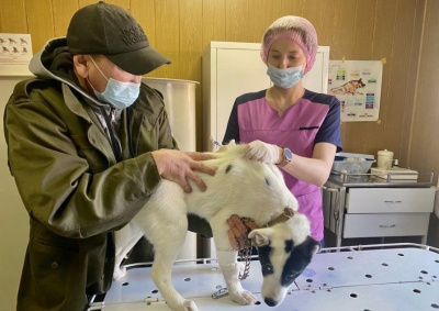 Управление ветеринарии Якутска поясняет, как и для чего нужно чипирование домашних животных / ЯСИА Якутск Якутск Республика Саха (Якутия)