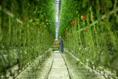 В агрокомплексе «Саюри» прокомментировали ситуацию с ценообразованием / ЯСИА   