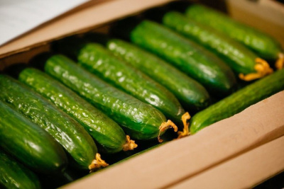 «Саюри» на огурцы и томаты цены не повышал, повышают предприниматели / ЯСИА   