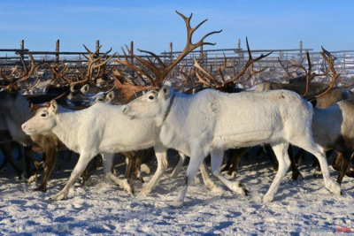 В Якутии планируют распространить пилотный проект по сохранению таежного оленеводства / ЯСИА   Республика Саха (Якутия)