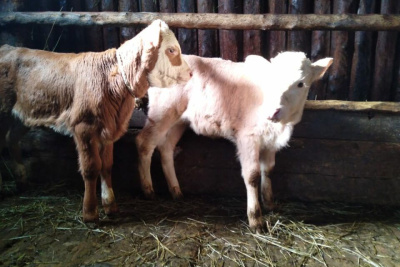 В Тасагарском наслеге Вилюйского улуса Якутии 2022 год стал урожайным на телят-двойняшек / ЯСИА  Вилюйский Республика Саха (Якутия)