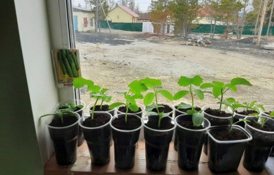 Как выбрать рассаду? Советы экспертов / ЯСИА   Город Москва