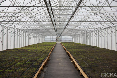 Крупнейший в Якутии лесопитомник открыли в селе Табага / Дьулустаан Сергеев   Республика Саха (Якутия)