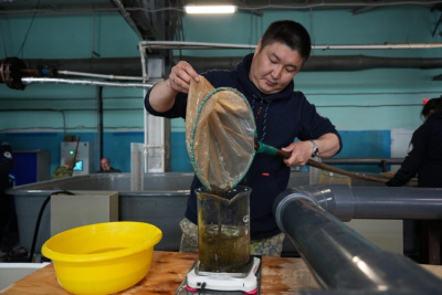 Нордголд выпустил более 600 тысяч мальков пеляди в водоемы Якутии / ЯСИА  Вилюйский Республика Саха (Якутия)