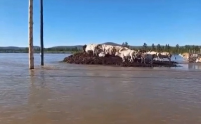 В Оймяконском районе высокая вода отрезала доступ к части отогнанных заранее коров / Николай Борисов   