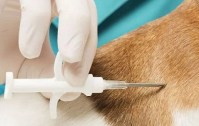 Чипы с геолокацией позволят следить за животными со смартфона / ЯСИА   