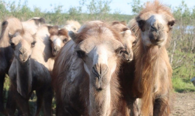 Научный эксперимент. Верблюды благополучно пережили суровую якутскую зиму / ЯСИА Якутск Якутск Республика Саха (Якутия)