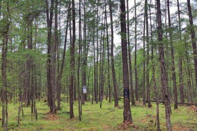 В двух районах Якутии значительно превышена численность бабочек сибирского шелкопряда / ЯСИА   