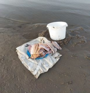 В Якутии завершено расследование уголовного дела о незаконной добыче ценных водных биологических ресурсов /    Республика Саха (Якутия)