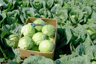 В Ленском районе построят овощехранилище и расширят пахотные земли / Дьулустаан Сергеев  Ленский Республика Саха (Якутия)