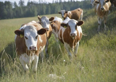 В Якутске состоится семинар о развитии племенного животноводства   / ЯСИА Якутск Якутск Республика Саха (Якутия)