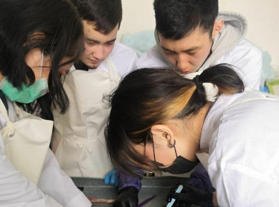 В Якутии студенты-ветеринары изучают анатомию животных / ЯСИА   Республика Саха (Якутия)