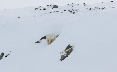 В Якутии Медвежьи острова вновь подтвердили своё название / ЯСИА   Республика Саха (Якутия)