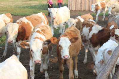 Агрохолдинг «Туймаада» передаст фермерам на доращивание 880 телят и бычков / Айаал Аргунов   