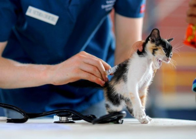 Бесплатная вакцинация домашних животных пройдет в Якутске 16 и 23 апреля / ЯСИА Якутск Якутск Республика Саха (Якутия)