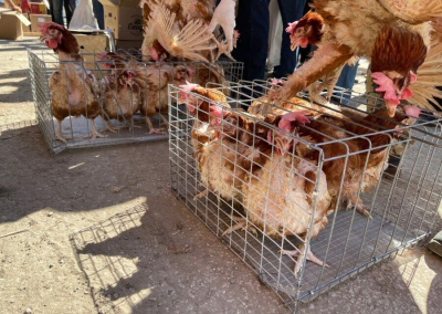 Жителям арктических районов Якутии возместят расходы на доставку скороспелой живности / ЯСИА   Республика Саха (Якутия)