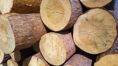 Завершено расследование уголовного дела по обвинению бывших работников лесничества в совершении коррупционных преступлений /    