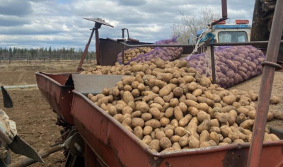 В Ленском районе Якутии планируют обеспечить жителей овощами местного производства / ЯСИА  Ленский Республика Саха (Якутия)