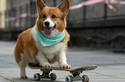 В Госдуму внесли поправку о добровольной маркировке домашних животных / ЯСИА   