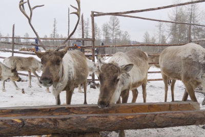 «ЭльгаУголь» подарила общине эвенков тундровых оленей / ЯСИА   