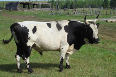 В Якутии откроют научный центр репродукции генофонда якутского скота / ЯСИА   Республика Саха (Якутия)