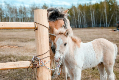 К новому сезону готовят 355 сайылыков в Якутии / ЯСИА   Республика Саха (Якутия)