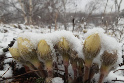 Снежное утро в Якутске 16 мая / ЯСИА Якутск Якутск Республика Саха (Якутия)