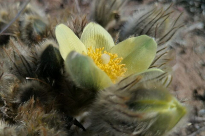 Ботанический сад СВФУ проведет благотворительную акцию "КЛАССный час в Саду" / ЯСИА   