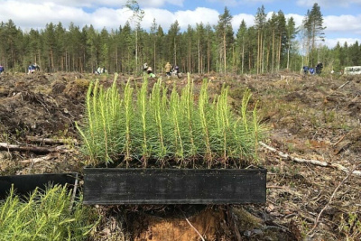 В Якутии создадут лесопитомник на 10 млн сеянцев для восстановления лесов / ЯСИА   Республика Саха (Якутия)