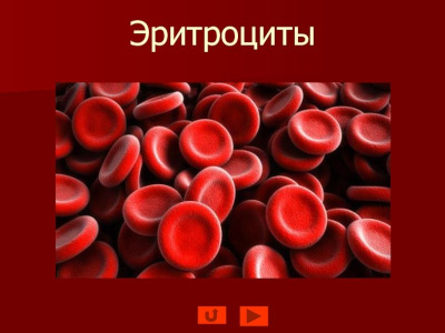 В России создали методику машинного распознавания эритроцитов / ЯСИА   