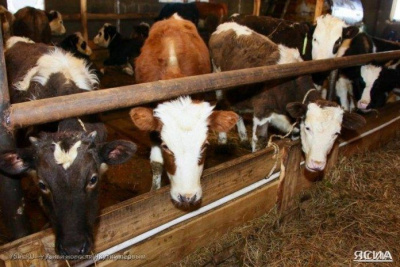 В Якутии сохраняется стабильная эпизоотическая обстановка / Айаал Аргунов   Республика Саха (Якутия)