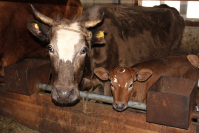 От дояра до главы хозяйства. Мугудайский фермер Илья Дьячковский о гранте "Семейная ферма" / ЯСИА   