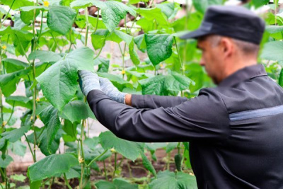 Около 500 кг огурцов вырастили осужденные в Якутии, которые поступили в столовые колоний / ЯСИА   Республика Саха (Якутия)