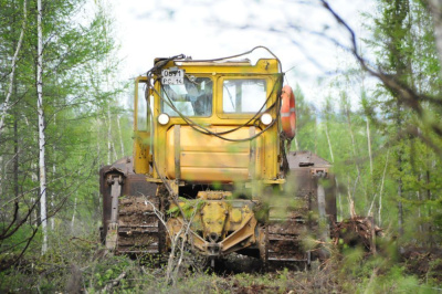 Усилена ответственность за уничтожение или повреждение лесных насаждений /   Мирнинский 