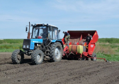 Правительство утвердило новые субсидии для картофелеводов и овощеводов / ЯСИА   