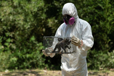 Оспой обезьян заразились более 130 человек / ЯСИА   