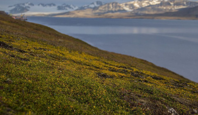 Арктический рынок дает новые возможности для российских производителей консервов / ЯСИА   