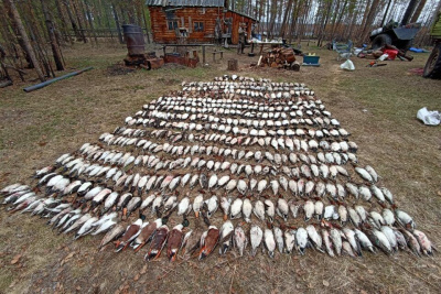 В Якутии добыли уток, занесенных в Красную книгу / ЯСИА   Республика Саха (Якутия)