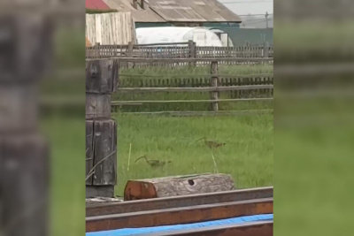 Редких птиц с изогнутым клювом заметили в якутском селе / Нарыйа Пахомова   Республика Саха (Якутия)