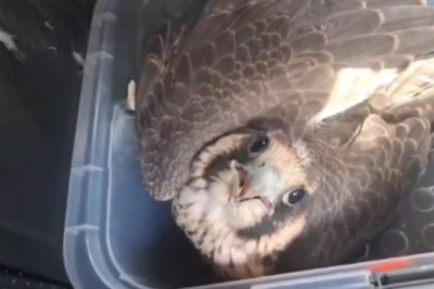 Слетка сокола со сломанной ногой спасли в Якутске / ЯСИА Якутск Якутск Республика Саха (Якутия)