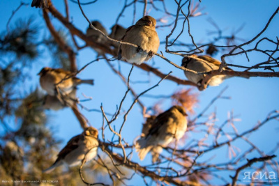 За кормление птиц рядом с жилыми домами грозит штраф / ЯСИА   