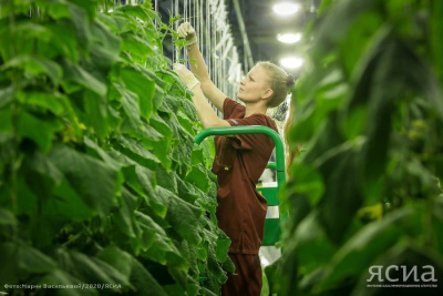 ВЭБ.РФ: Тепличный комплекс «Саюри» вышел на проектные мощности производства / ЯСИА   