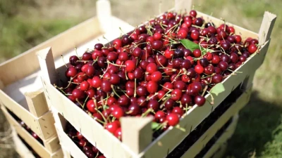 Агроном рассказал, какую черешню лучше не покупать / ЯСИА   