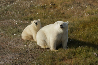 В Якутии экспедиция встретила белую медведицу с детенышем на заповедных островах / ЯСИА   