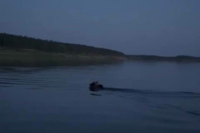 Бурый медведь переплыл реку Вилюй недалеко от города Нюрбы / Нарыйа Пахомова   