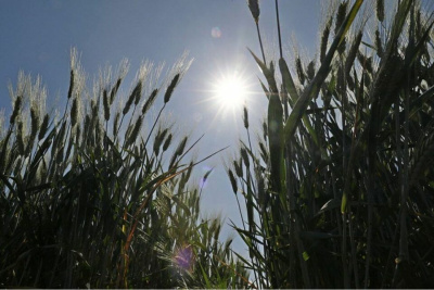 Урожай зерна в России в этом году может превысить 130 млн тонн, сказал Путин /    