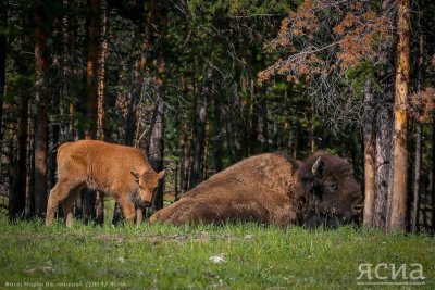 В бизонарии «Усть-Буотама» в Якутии открыли летний турсезон /    Республика Саха (Якутия)